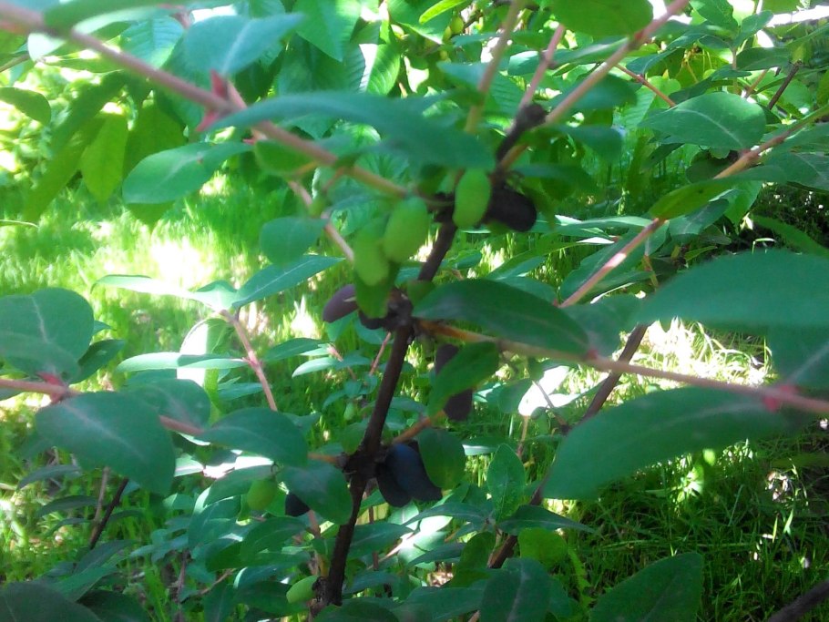 Жимолость куст