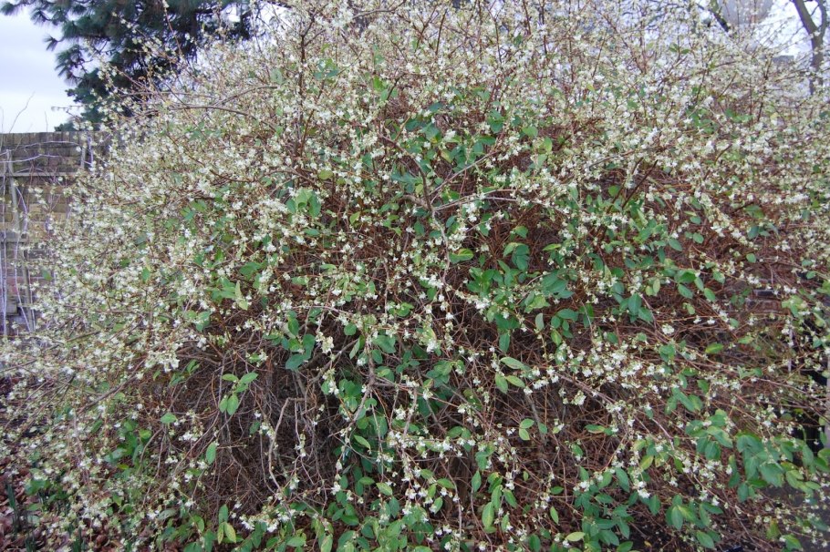 Жимолость пурпуса