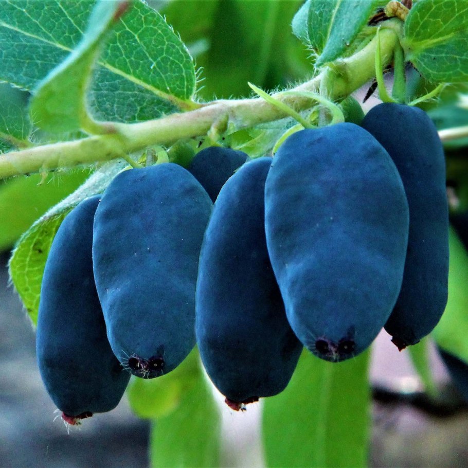 Жимолость Толмачева