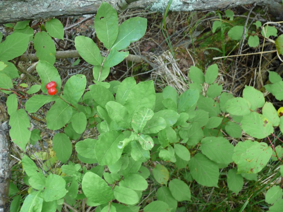 Жимолость шамиссо