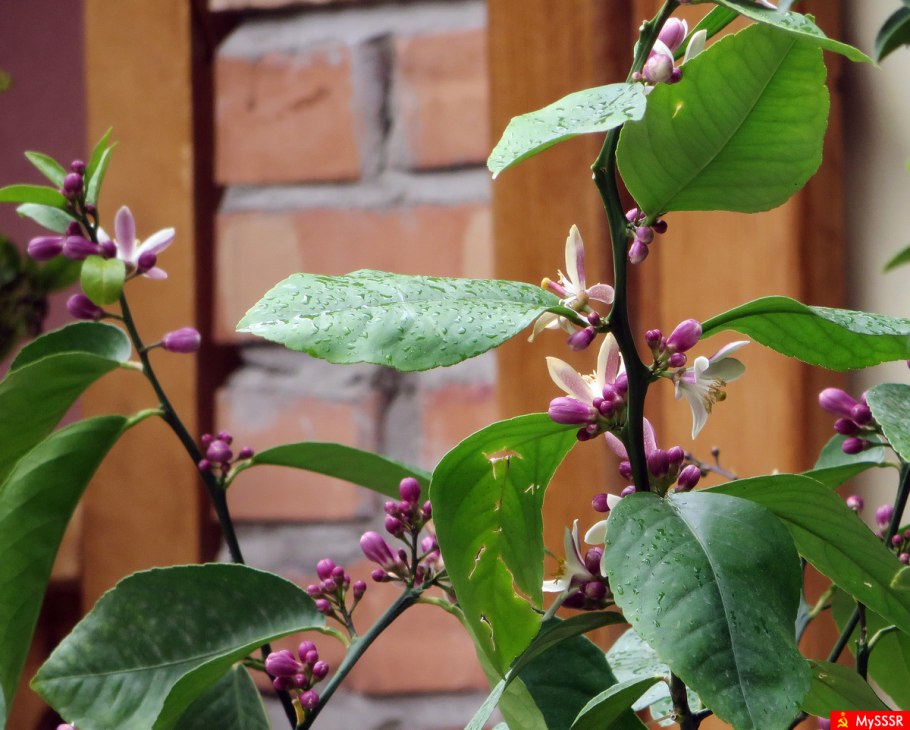 Жасмин каприфоль