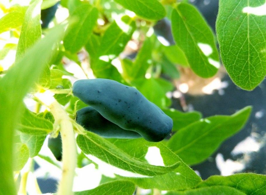 Жимолость блю банана