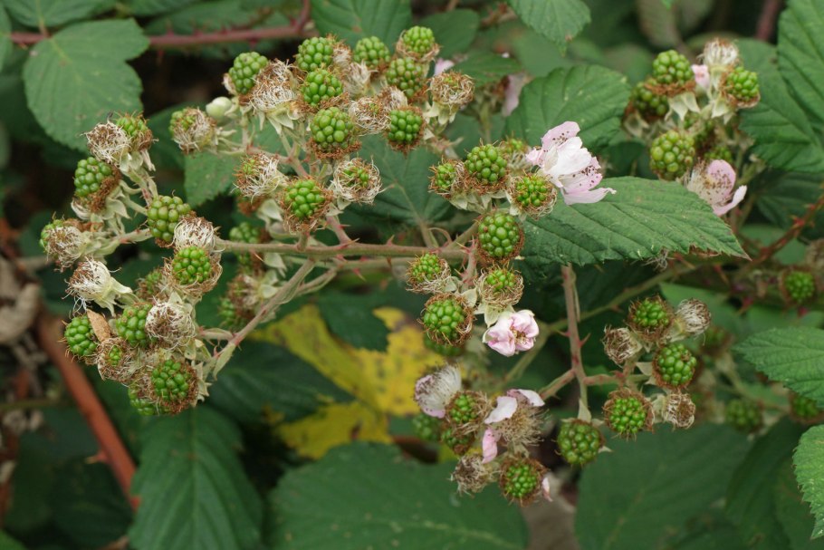 Rubus fruticosus