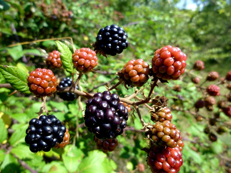 Rubus ulmifolius