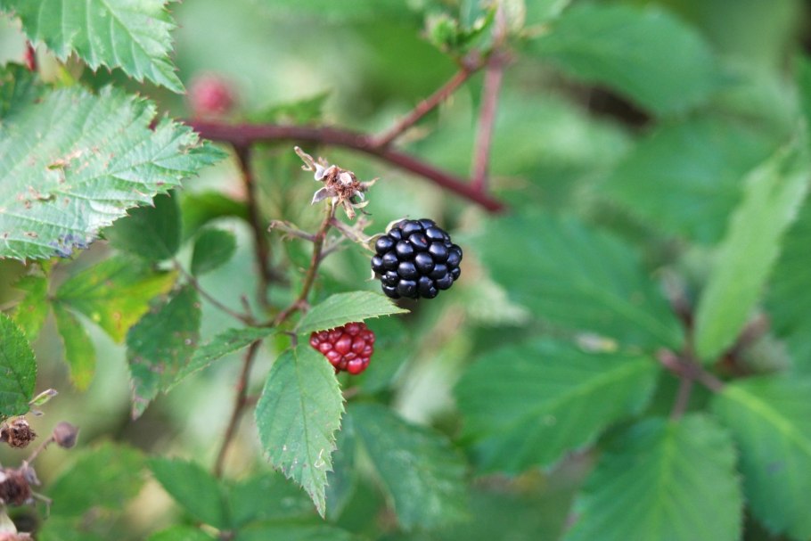 Ежевика лесная