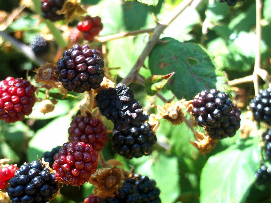 Куст ежевика