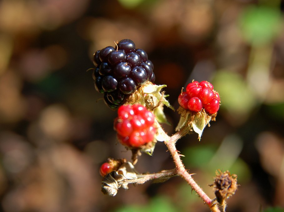 Rubus fruticosus