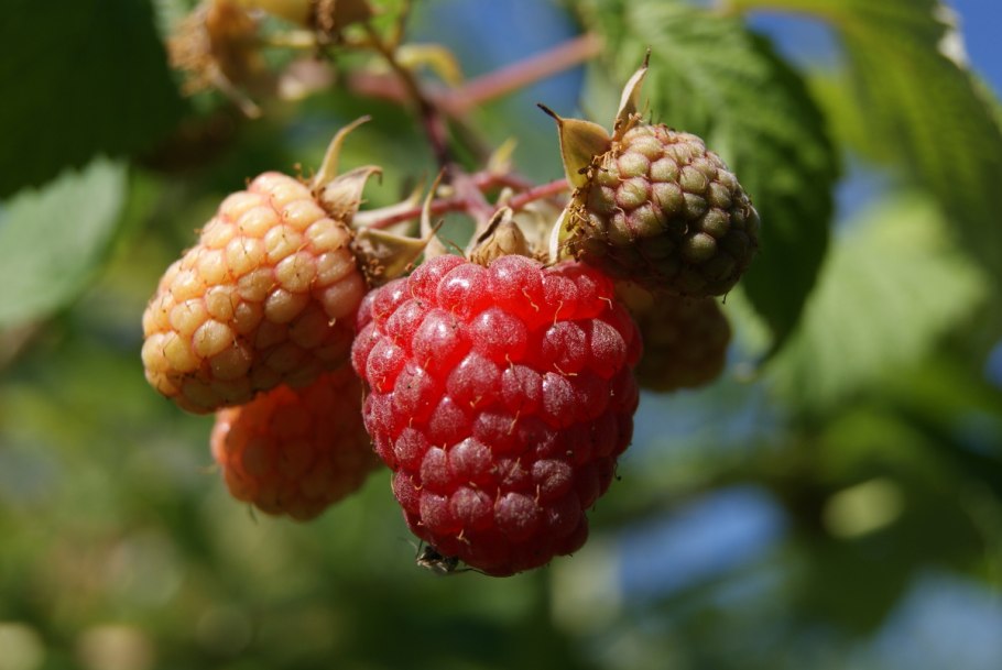 Малина обыкновенная (rubus idaeus)