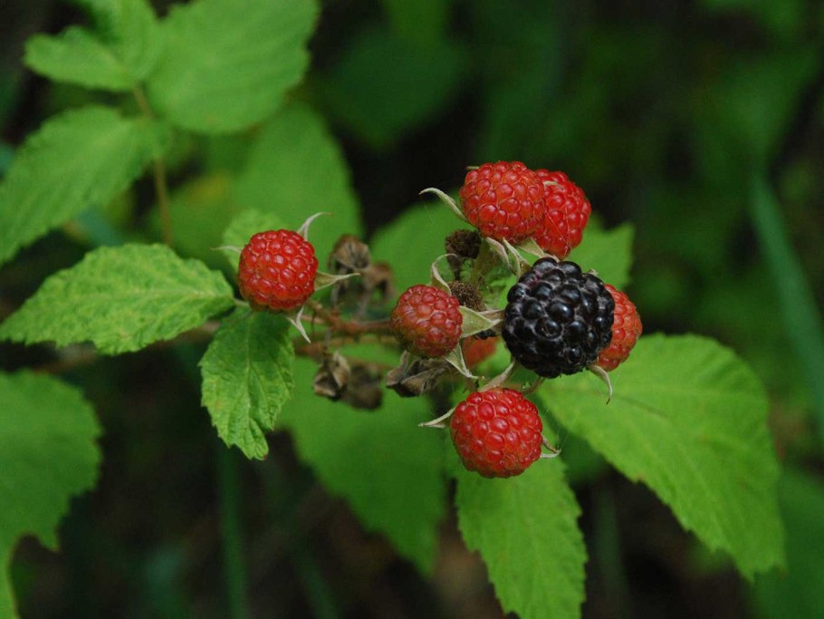 Малина rubus leucodermis