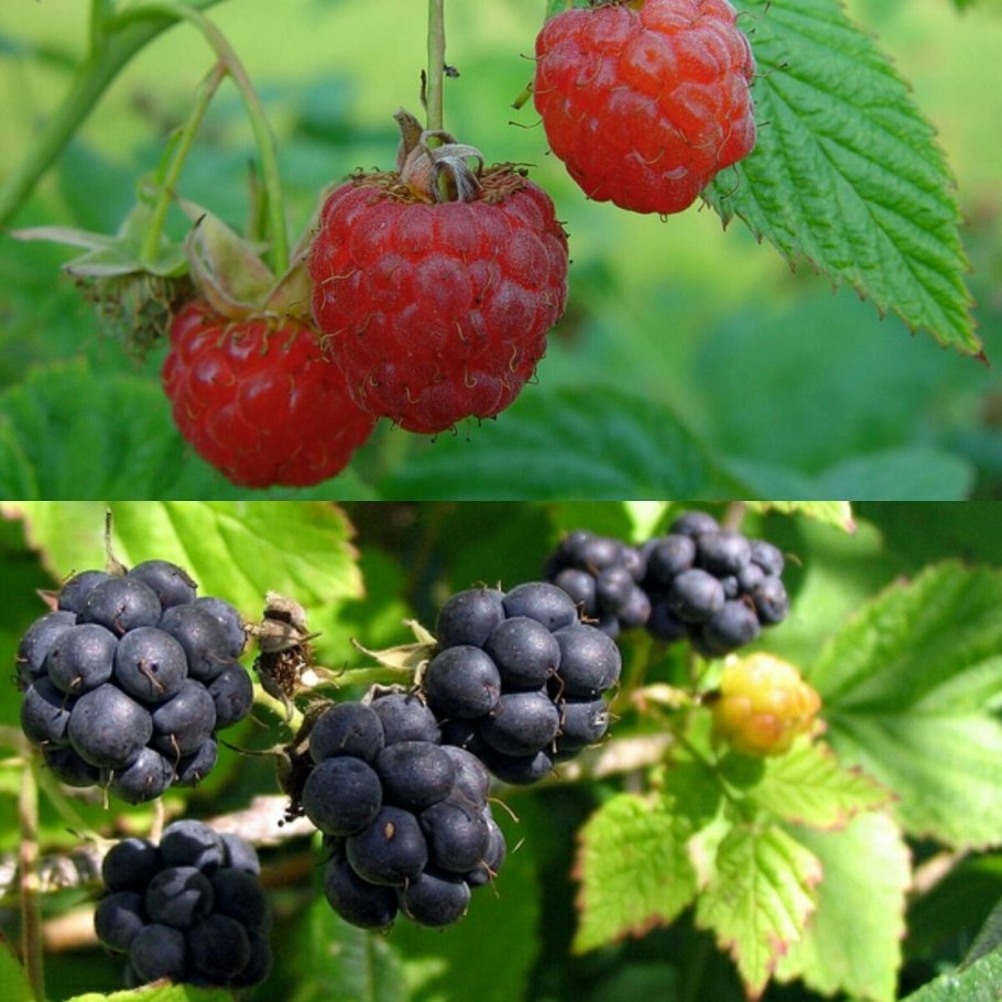 Ежемалина садовая