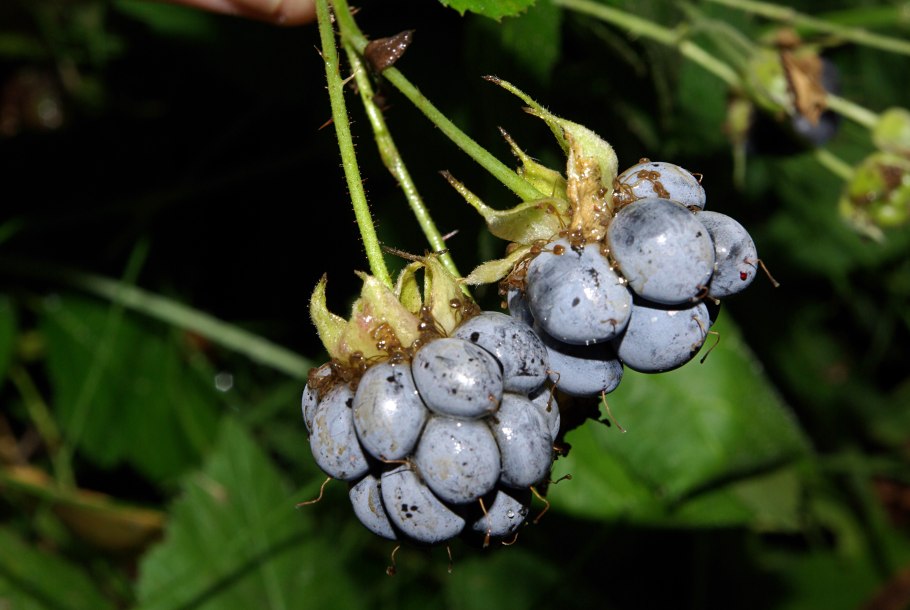 Ежевика сизая