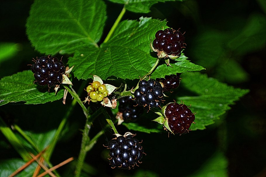 Ежевика несская