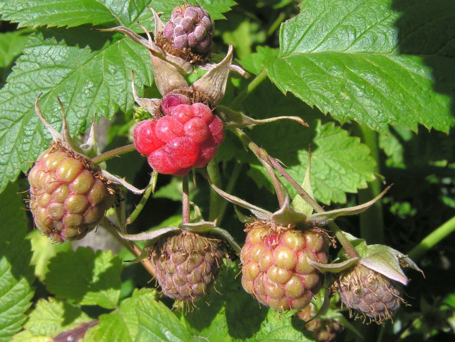 Ремонтантная малина