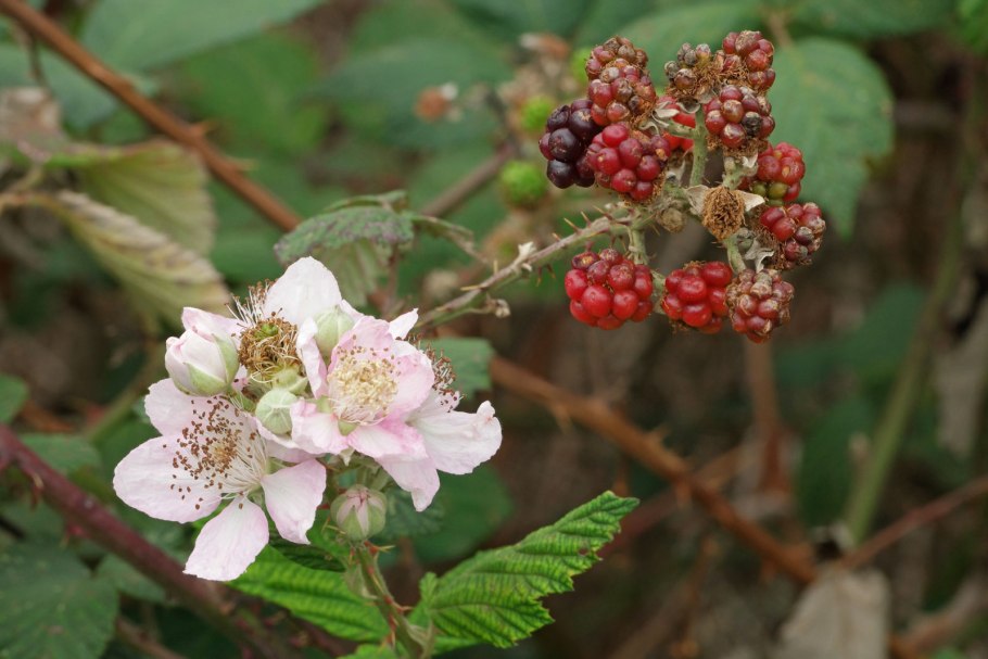 Rubus vulgaris
