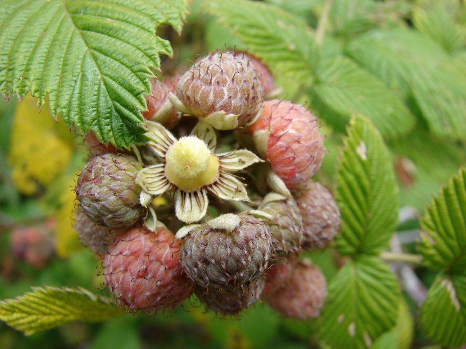 Rubus niveus