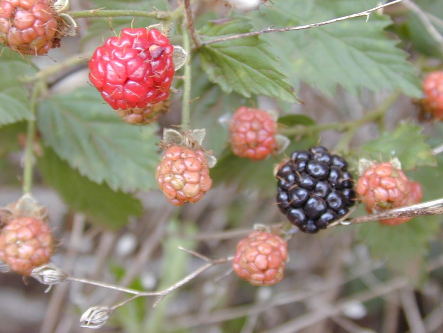Rubus argutus