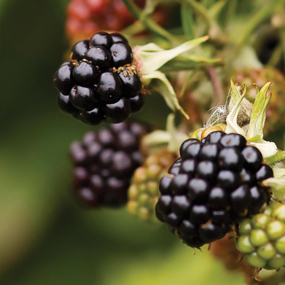 Ежевика торнлесс