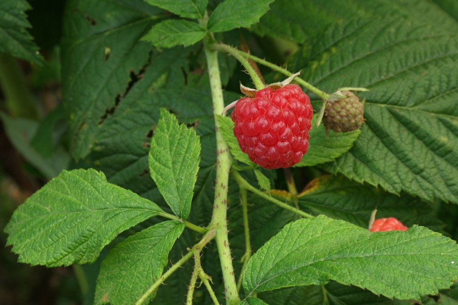Малина рубус