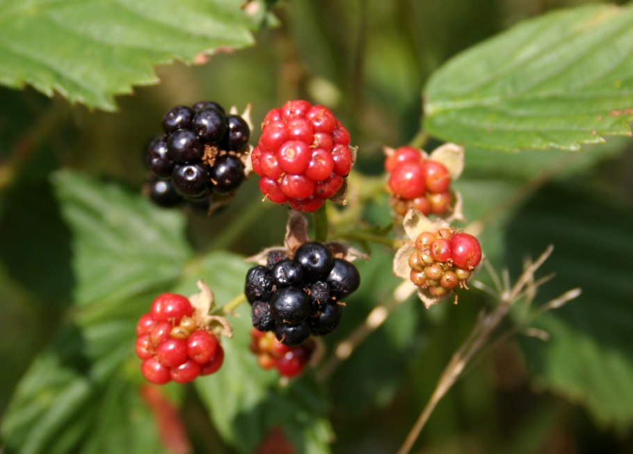 Rubus chamaemorus