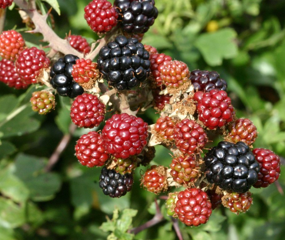 Ежевика дирксен торнлесс