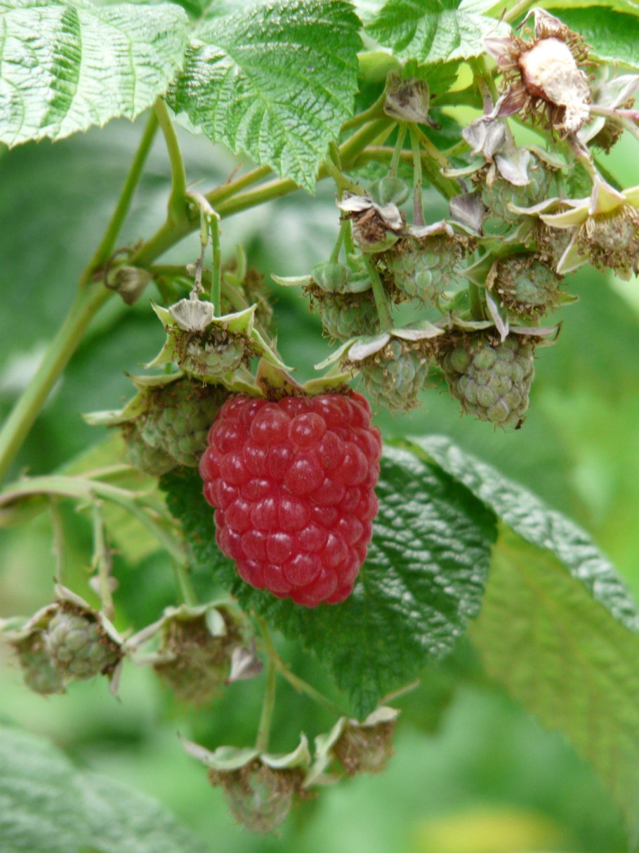 Малина (rubus)