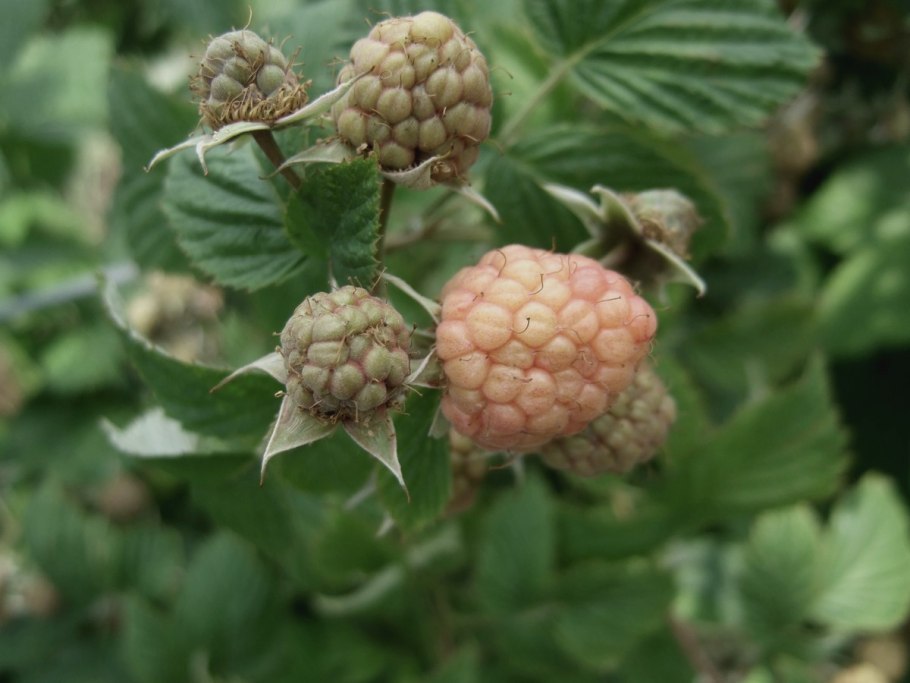 Rubus xanthocarpus
