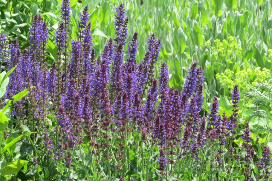 Шалфей узколистный чиа