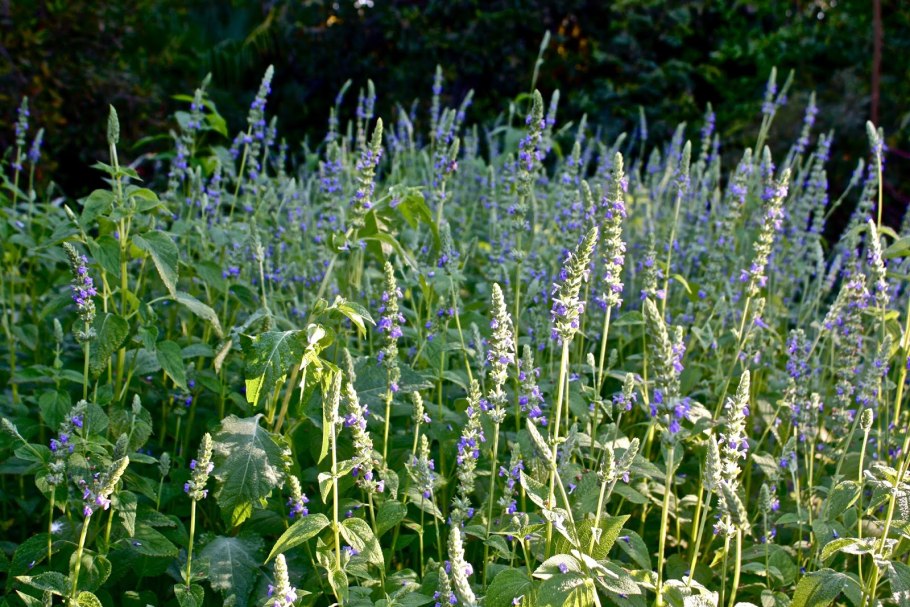 Семена чиа растение