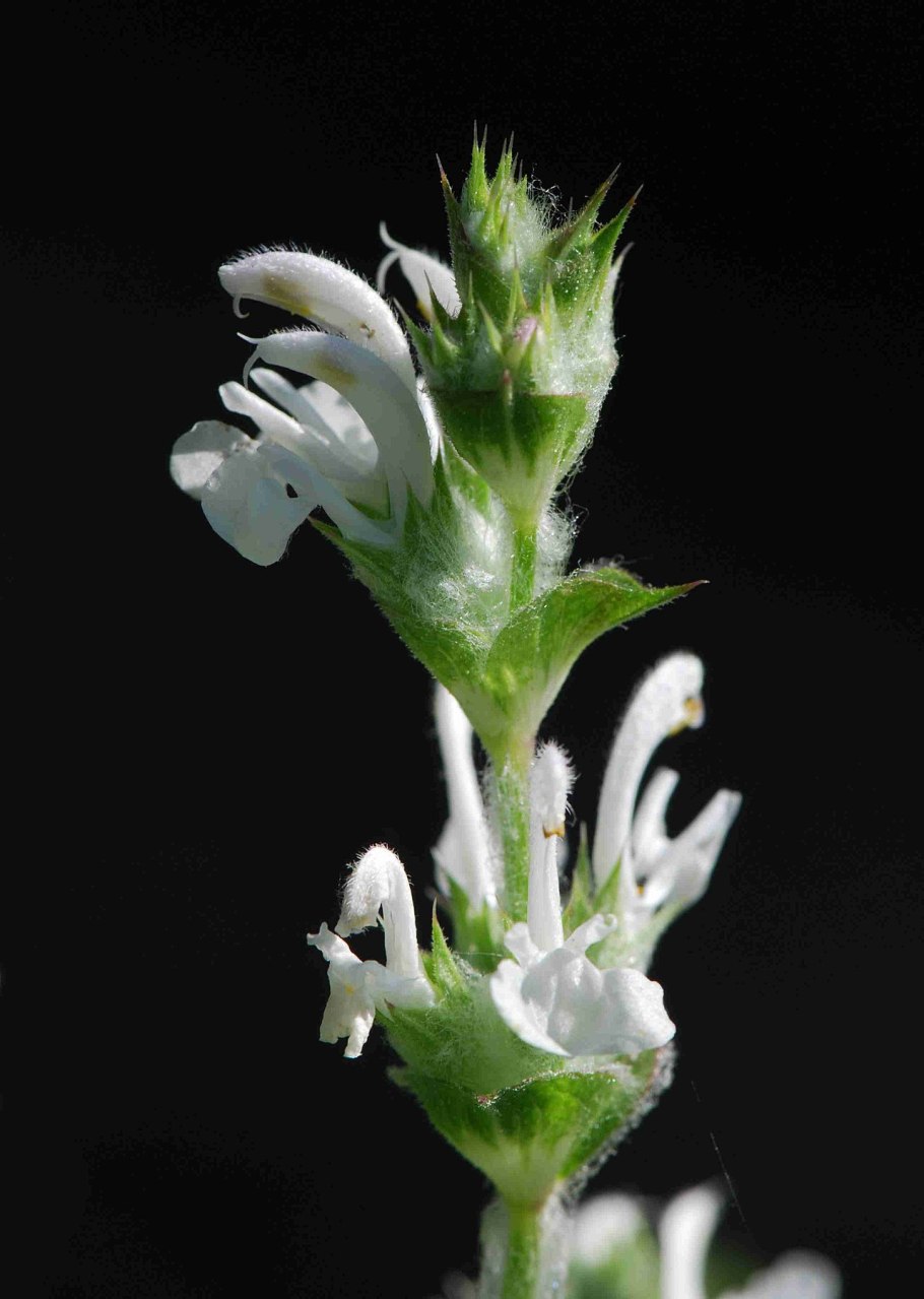 Salvia aethiopis