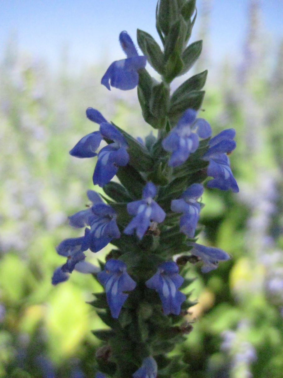 Salvia chamaedryoides
