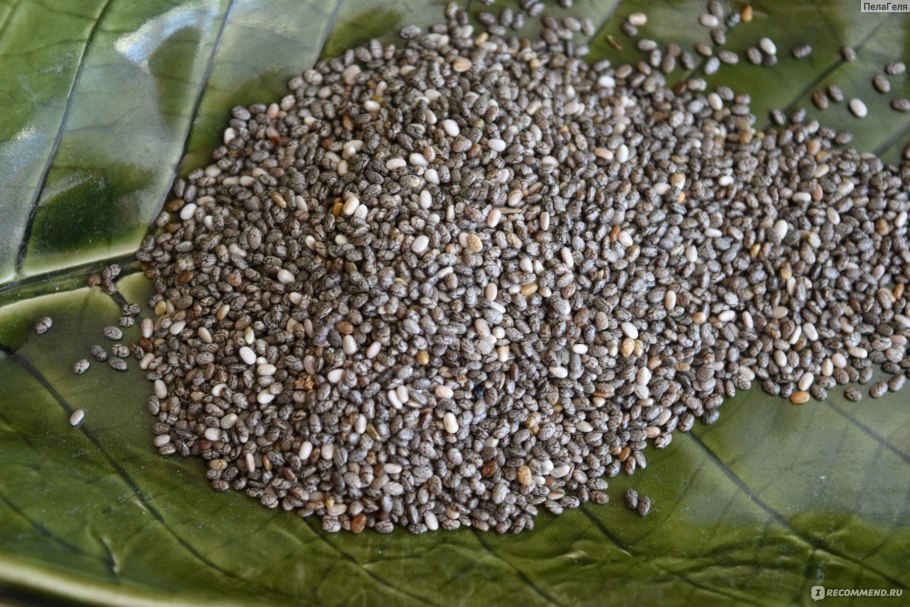 Семена чиа растение