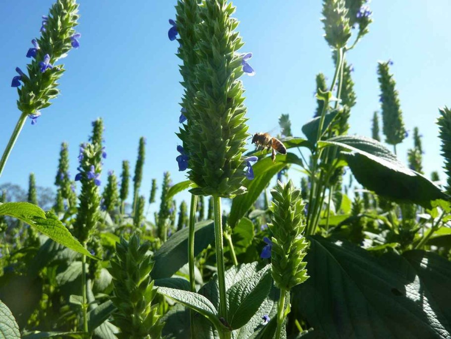 Шалфей узколистный чиа