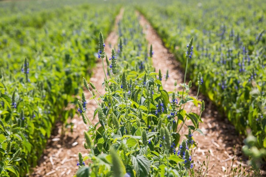 Шалфей лавандолистный