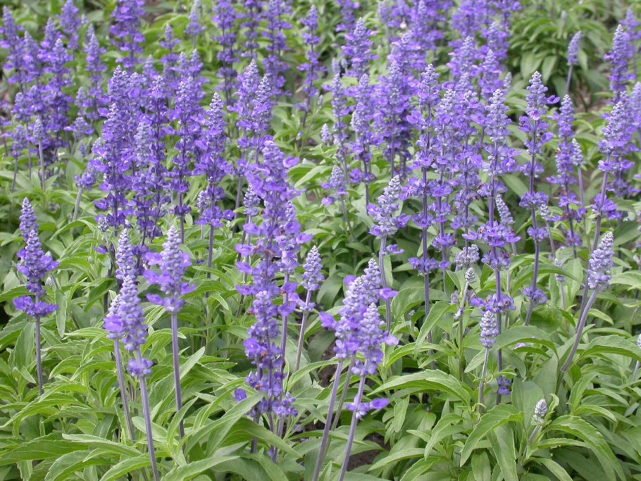 Salvia farinacea victoria