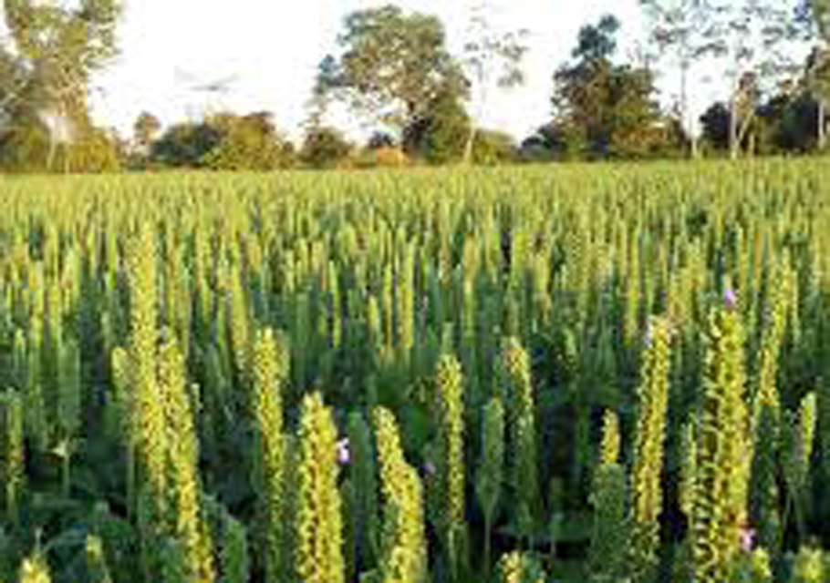 Шалфей узколистный чиа