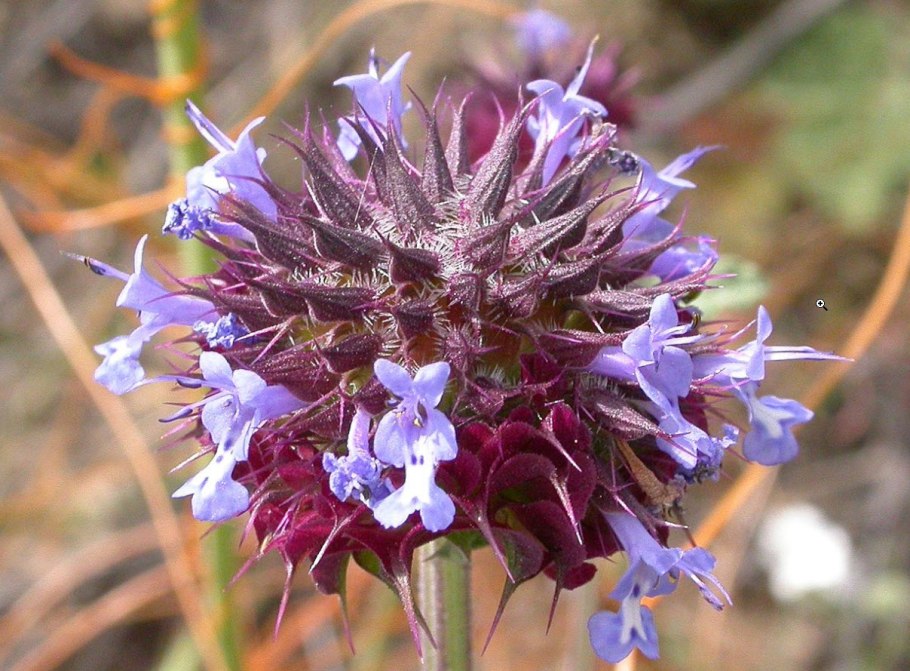 Шалфей испанский чиа