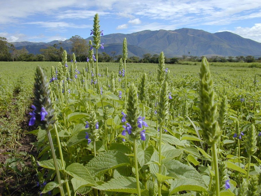 Шалфей испанский чиа