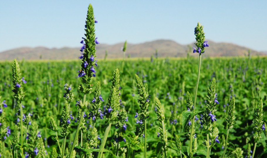 Шалфей испанский чиа