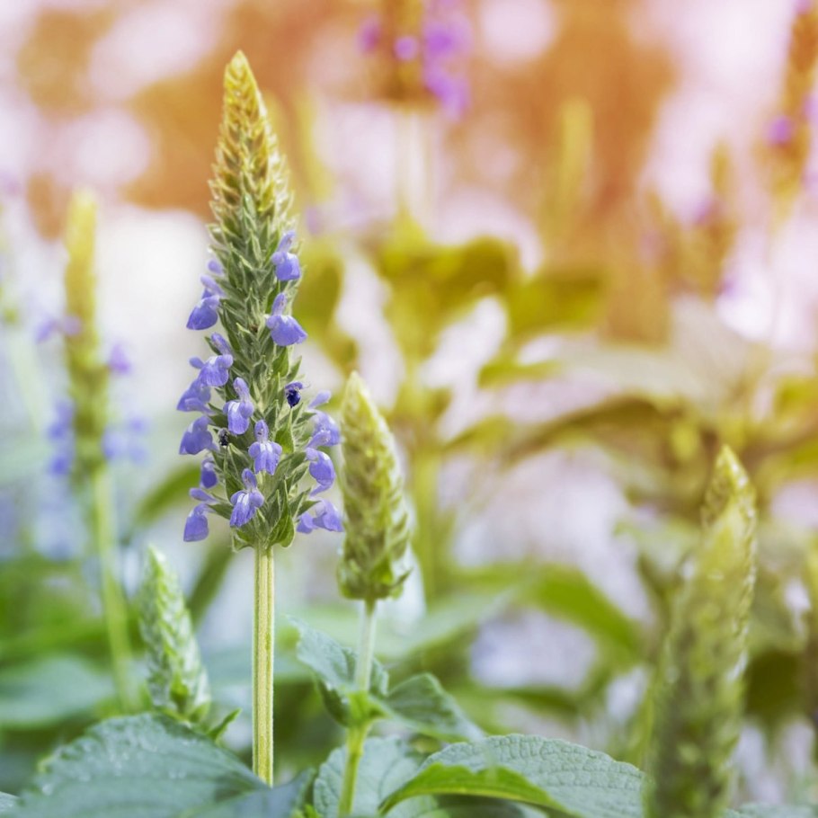 Salvia hispanica