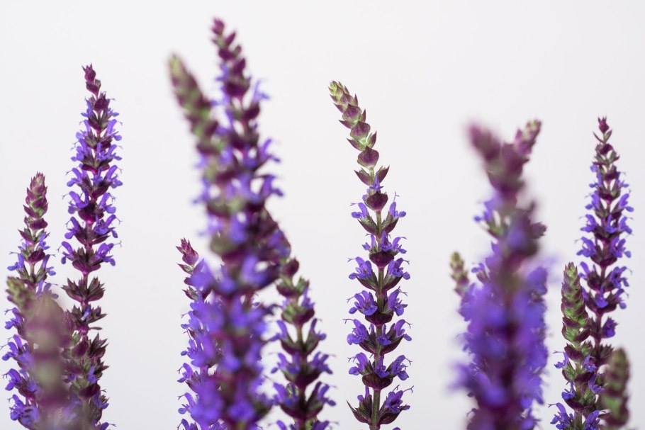 Шалфей испанский чиа