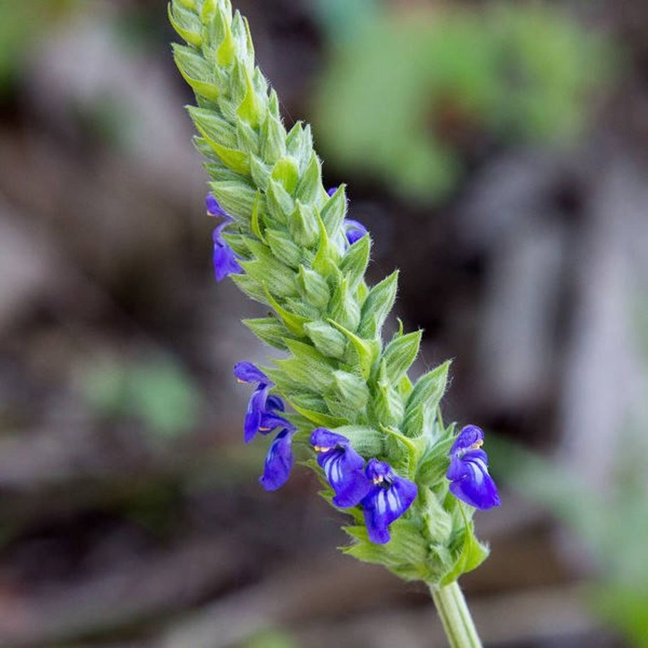 Семена чиа растение