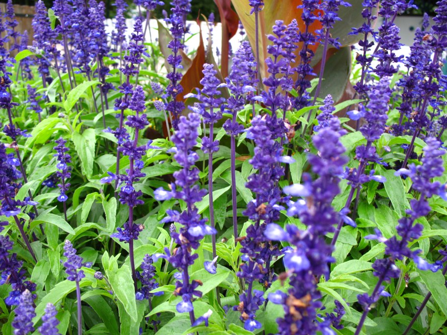 Семена чиа растение