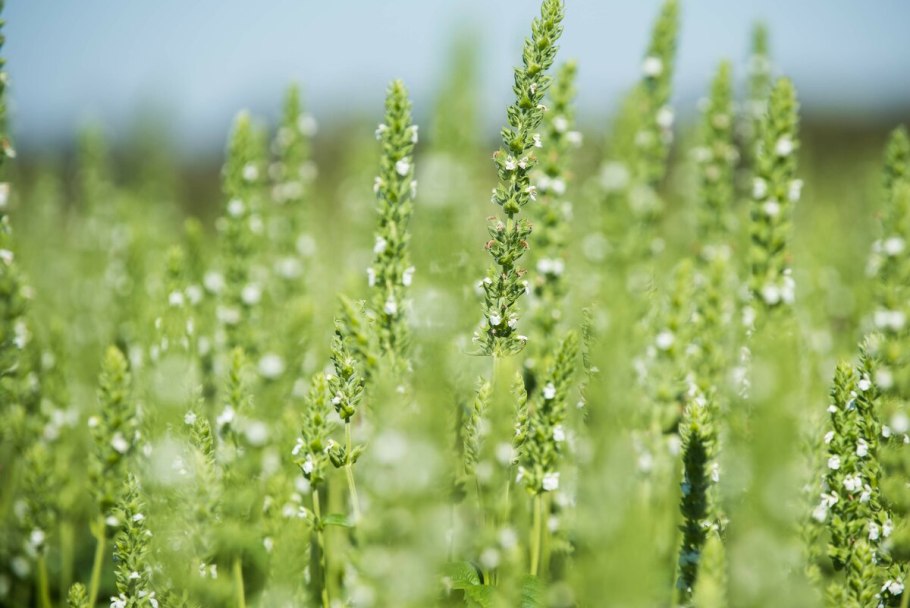 Шалфей узколистный чиа