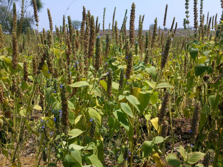 Семена чиа шалфей узколистный