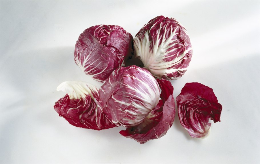 Итальянский цикорий радиккьо