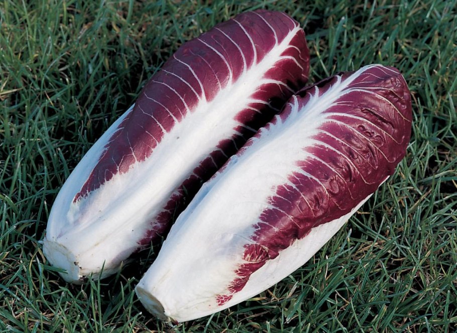 Радиккьо Россо трава молодой