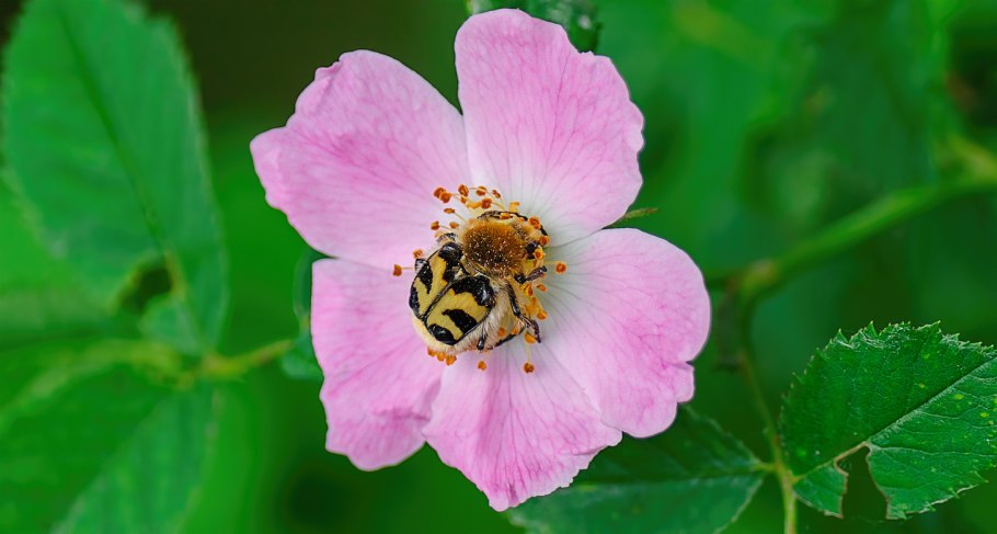 Восковик перевязанный жук