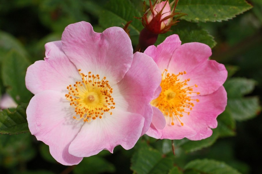 Роза собачья rosa canina