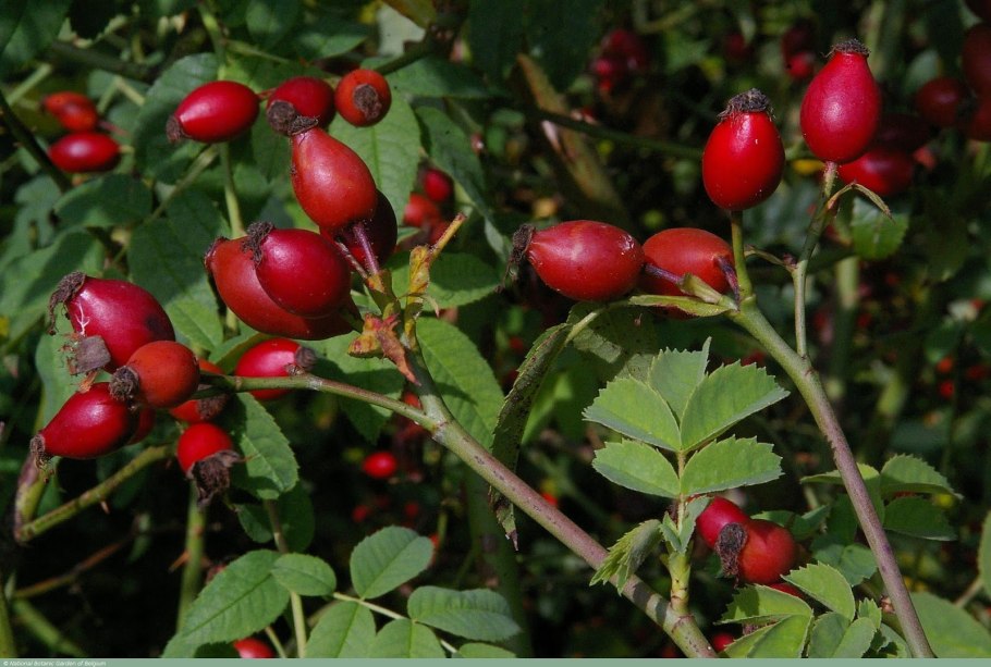 Шиповник собачий (Rosa Canina)