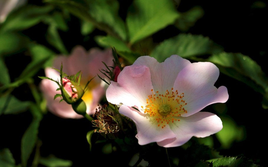 Шиповник собачий (rosa canina)